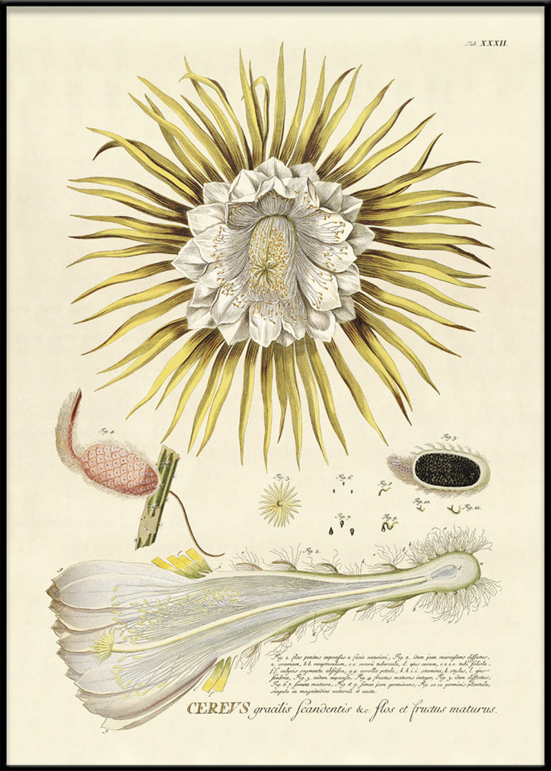 Cereus Flower