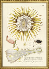 Cereus Flower