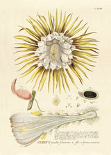 Cereus Flower