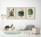 Cedrus Tree I