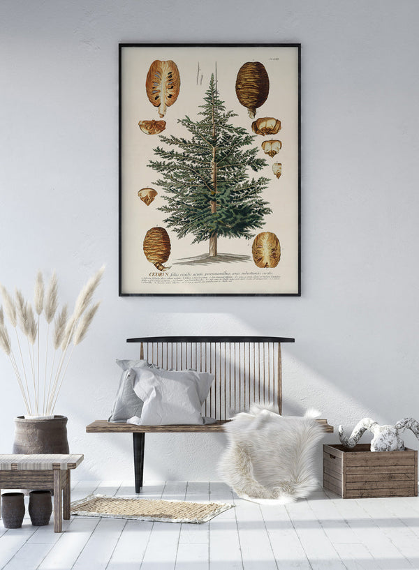 Cedrus Tree I