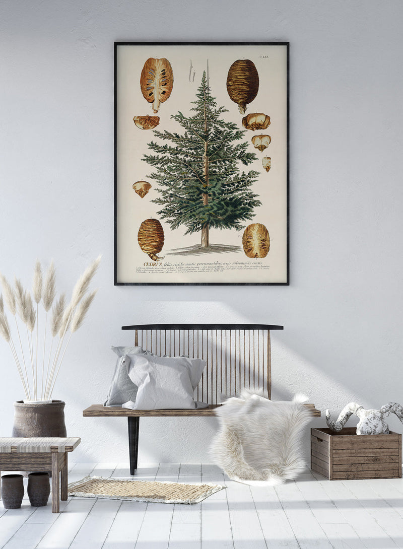 Cedrus Tree I