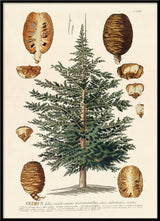 Cedrus Tree I