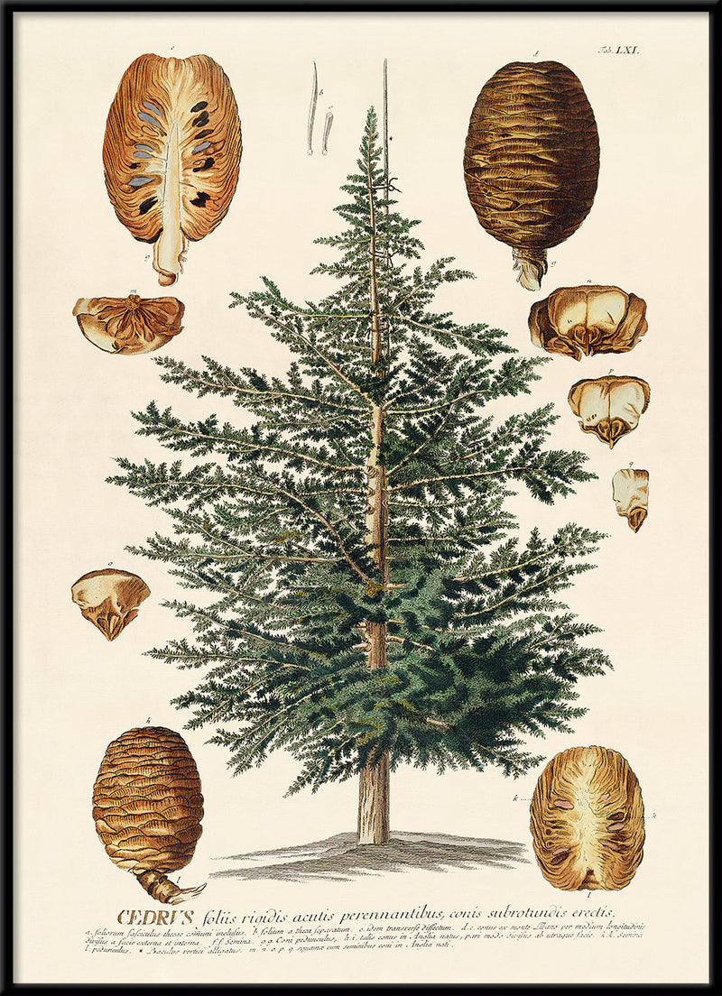 Cedrus Tree I
