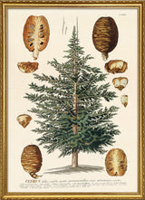 Cedrus Tree I