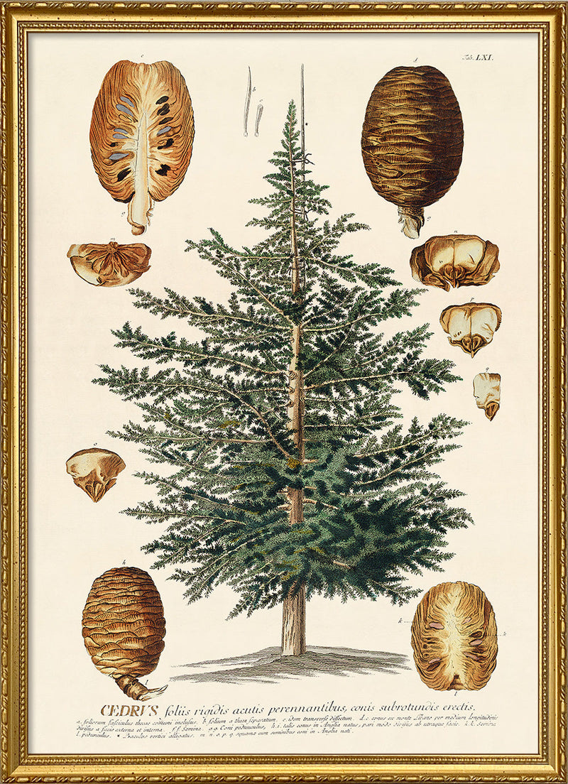 Cedrus Tree I