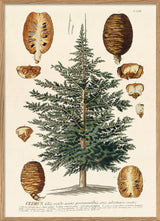 Cedrus Tree I