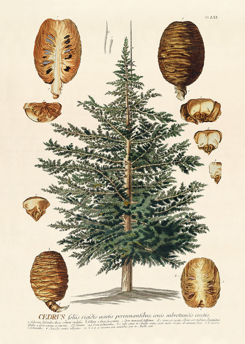 Cedrus Tree I