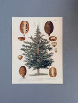 Cedrus tree I - Outlet