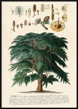 Cedrus Tree II
