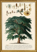 Cedrus Tree II