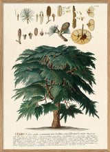 Cedrus Tree II