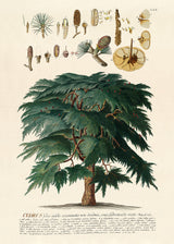 Cedrus Tree II