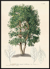Laurus Tree