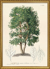 Laurus Tree