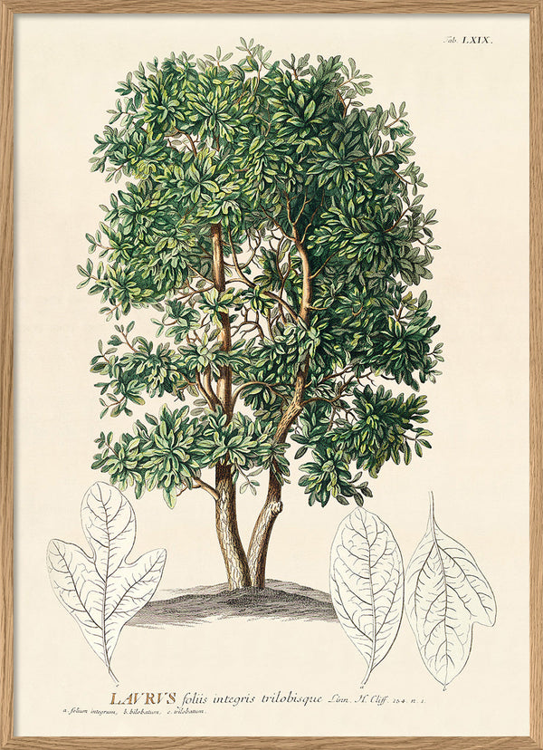 Laurus Tree