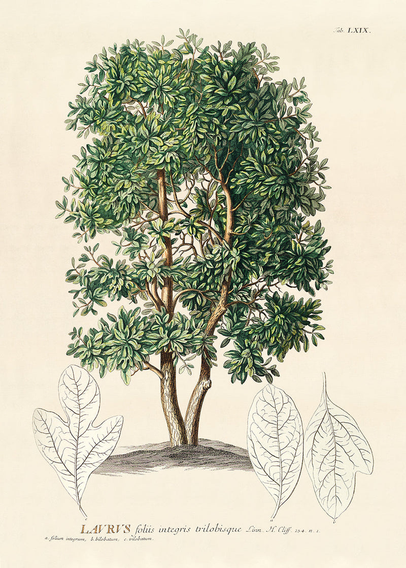 Laurus Tree