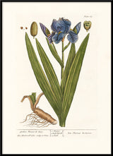 Garden Flower-de-Luce