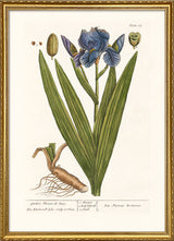 Garden Flower-de-Luce