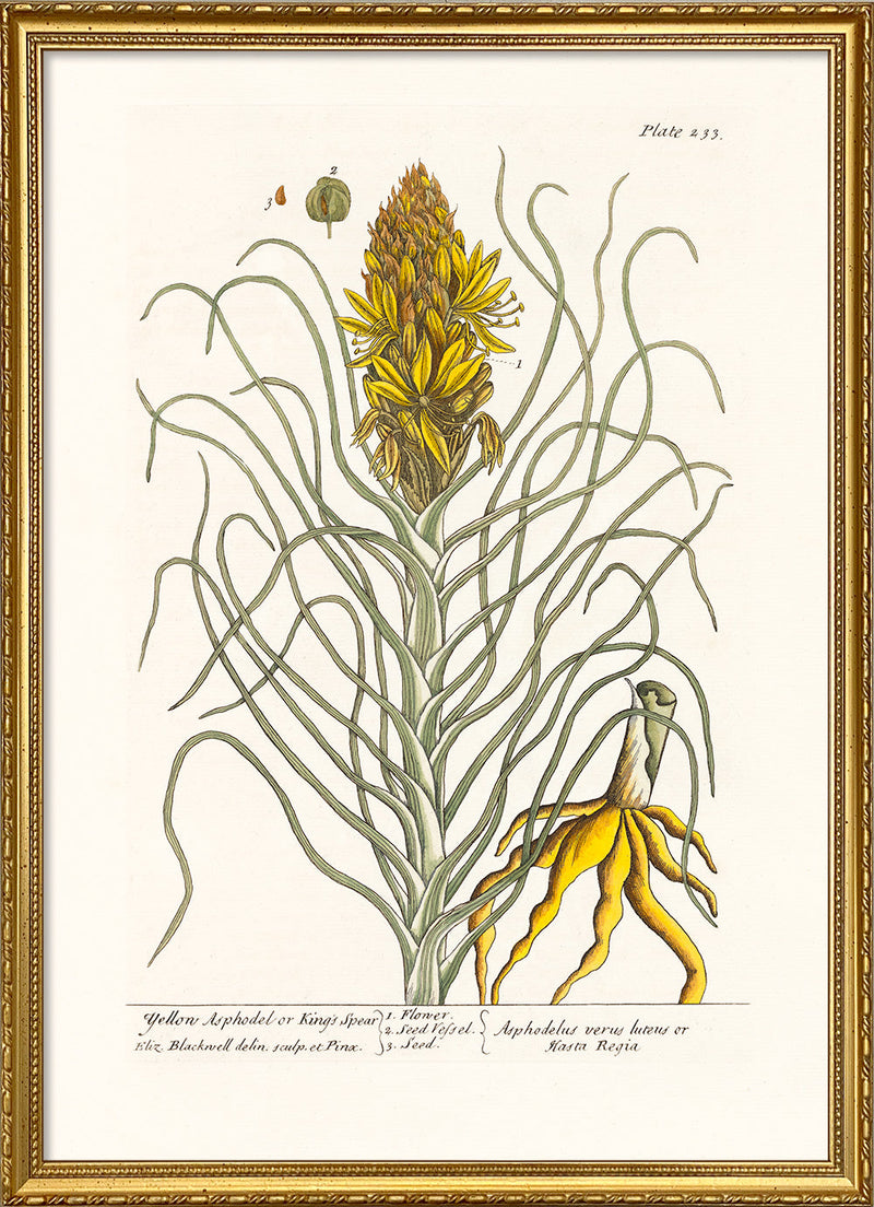 Yellow Asphodel or King's Spear