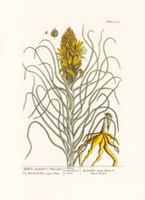 Yellow Asphodel or King's Spear