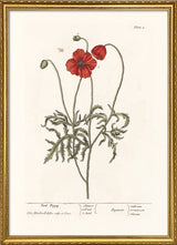 Red Poppy