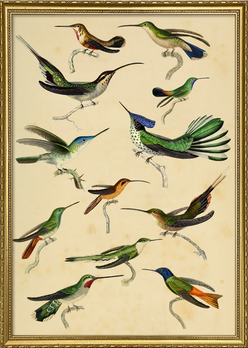 Hummingbirds