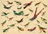 Hummingbirds