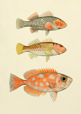 Fishes - Outlet