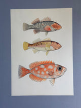 Fishes - Outlet
