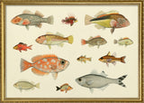 Fishes