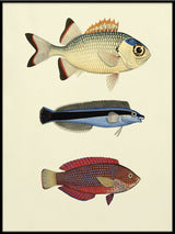 The Fishes
