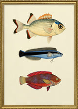 The Fishes