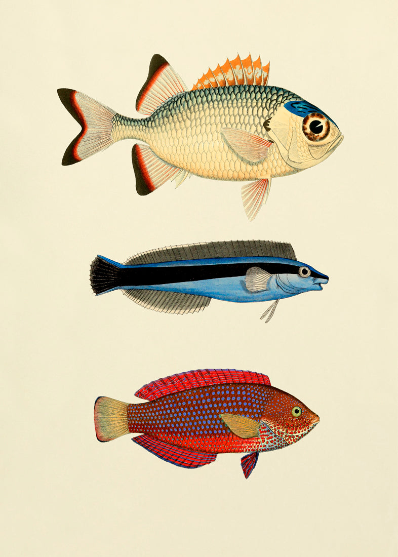 The Fishes