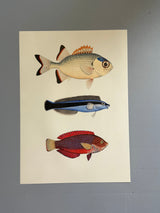 The Fishes - Outlet