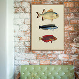 The Fishes - Outlet