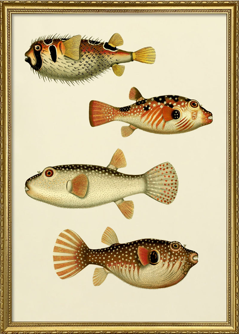 The Fishes