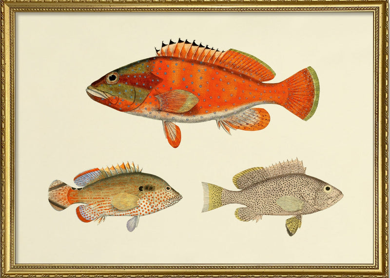 The Fishes