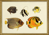 The Fishes