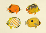 The Fishes 4 - Outlet