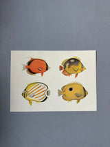 The Fishes 4 - Outlet