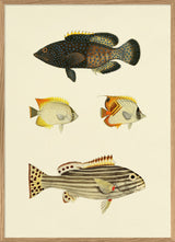 The Fishes