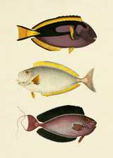 The Fishes 5 - Outlet