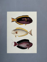 The Fishes 5 - Outlet