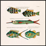 Poissons Colorés Un