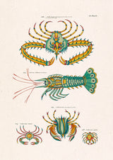 Poissons Colorés Deux