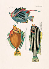 Poissons Colorés Cinq