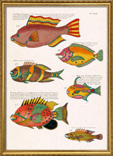 Poissons Colorés Sept
