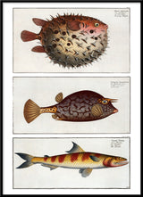 Bottlefish, Cuckold fish and Greater Lizardfish