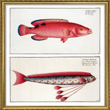 Giant Oarfish and Red Wrasse
